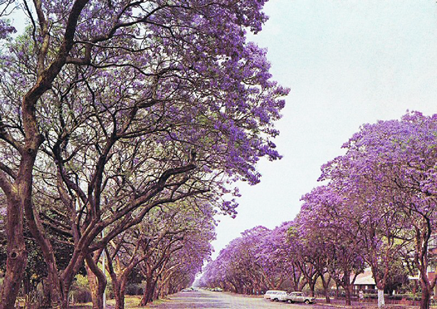 Jacarand δέντρα στη λεωφόρο Montague στο Harare της Ζιμπάμπουε.