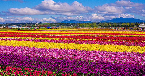 Φεστιβάλ Skagit Tulip, πολιτεία της Ουάσινγκτον.