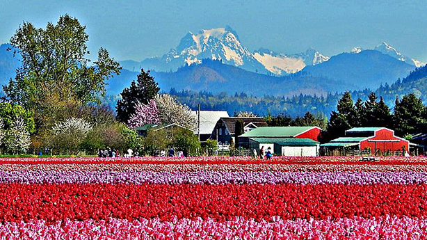 Φεστιβάλ Skagit Tulip.