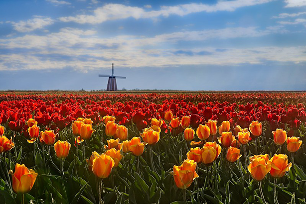 Φεστιβάλ Tulip Woodshoe, Τουλίπες σε άνθιση.