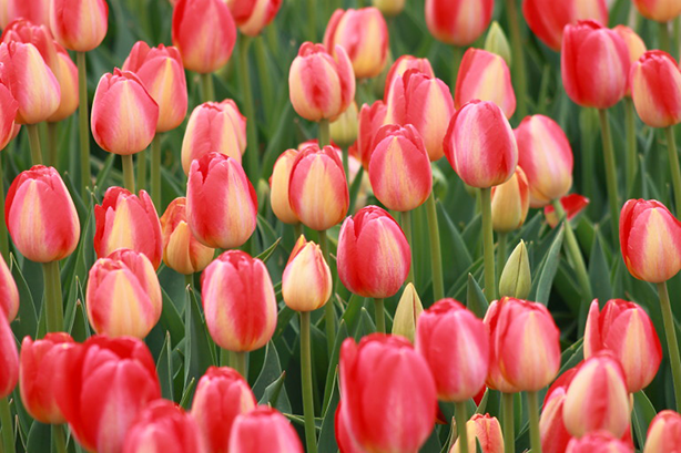Holland Ridge Farms, New Jersey, Tulip Festival