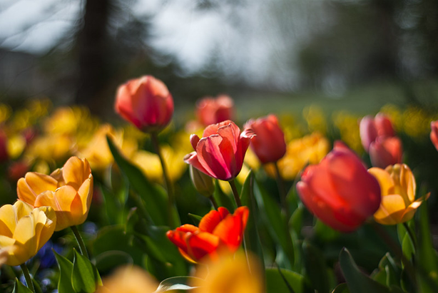 Τουλιπόδες στο Φεστιβάλ Tulip Point Tulip.