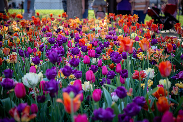 Pella, Φεστιβάλ Tulip Tulip Tulip.