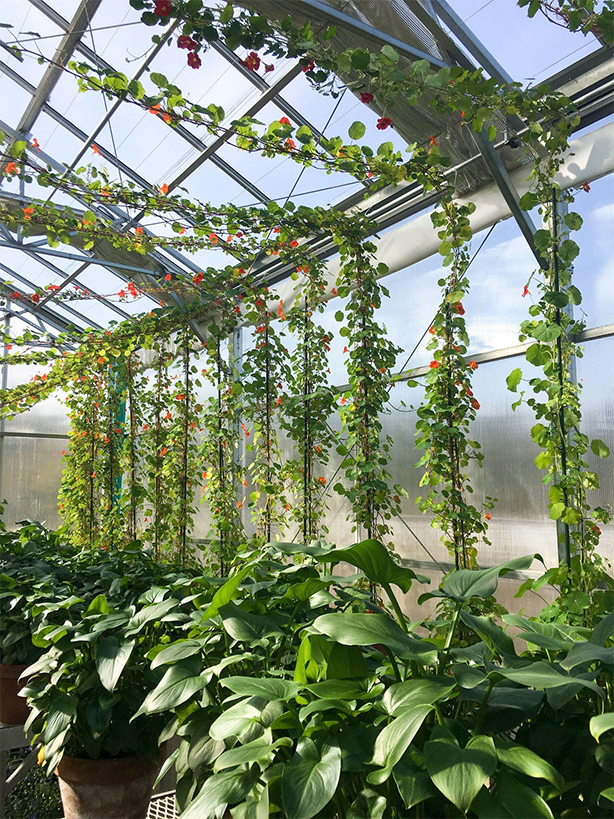 Isabel Stewart Gardener Greenhouse