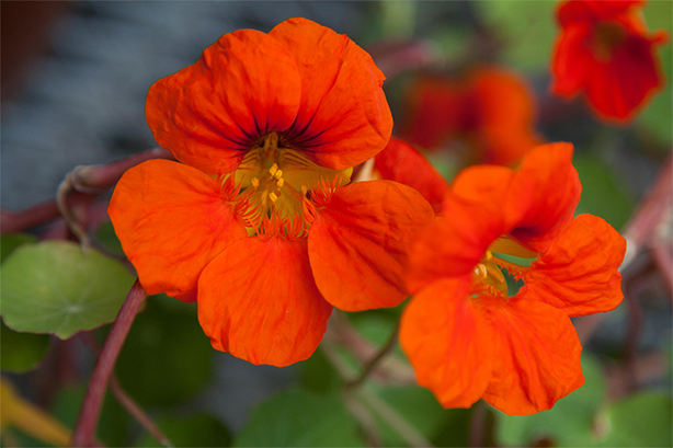 Η Boston Isabel Steward Gardner Museum Hanging Nasturtiums Display