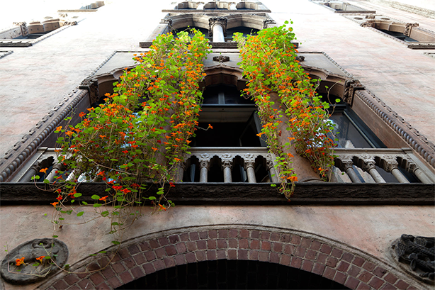 Η Boston Isabel Steward Gardner Museum Hanging Nasturtiums Display