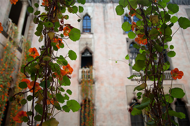 Η Boston Isabel Steward Gardner Museum Hanging Nasturtiums Display