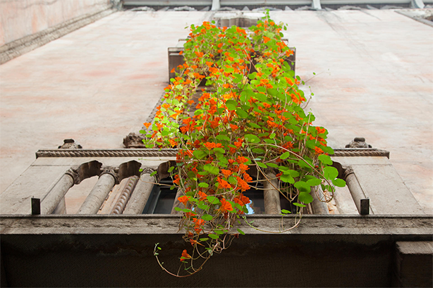 Η Boston Isabel Steward Gardner Museum Hanging Nasturtiums Display