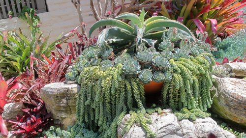 Propagate και Repot Burro's Tail Plant