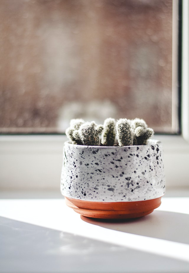 CACTUS-POTTED CACTUS